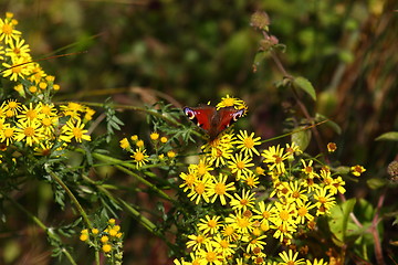 Image showing Butterfly inachis, Paon du jour, peacock