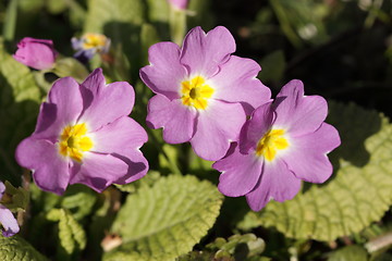 Image showing primula