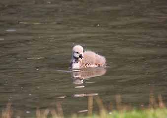 Image showing Young black swan, cygnets anatidae