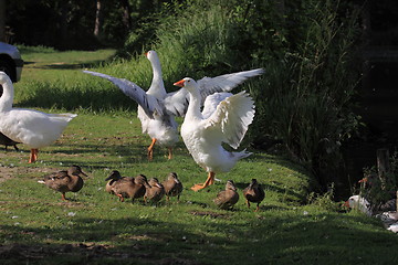 Image showing white geeses and ducks