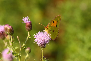 Image showing colias crocea, le soucis