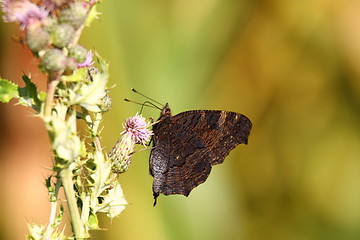 Image showing Butterfly inachis, Paon du jour, peacock