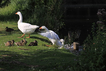 Image showing white geeses and ducks