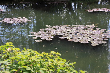 Image showing river in the garden