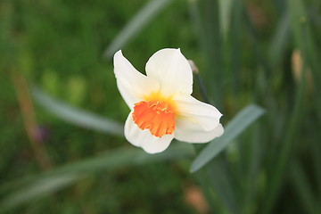 Image showing daffodil,  narcissus, jonquille, narcisse