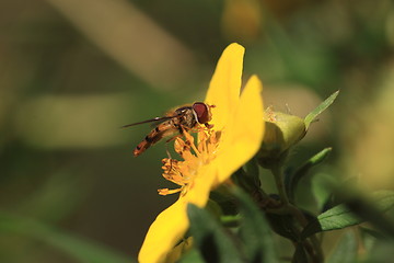 Image showing hoverfly Syrphe syrphidae