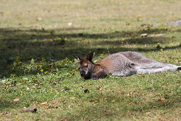 Image showing Bennett Wallaby, Kangaroo