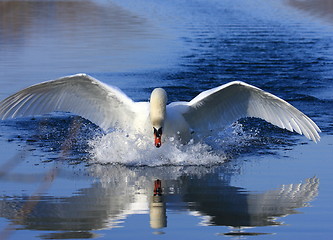 Image showing Swan attack