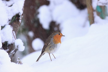 Image showing robin in the snow
