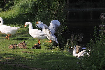 Image showing white geeses and ducks