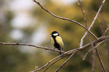 Image showing Black Tit