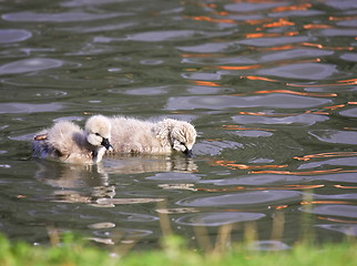 Image showing Young black swan, cygnets anatidae