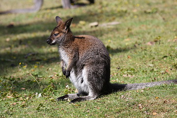 Image showing Bennett Wallaby, Kangaroo