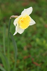 Image showing daffodil,  narcissus, jonquille, narcisse