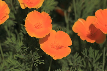 Image showing Eschscholtzia of California, california poppy