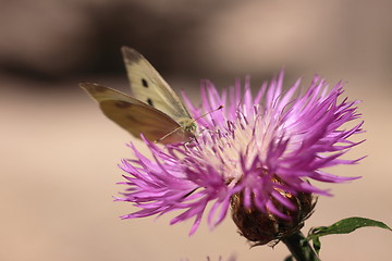 Image showing pieris rapae, pieride de la rave