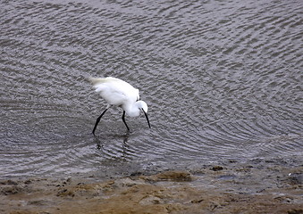 Image showing Little Egret, Aigrette Garzette