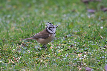 Image showing Titmice, Tit 