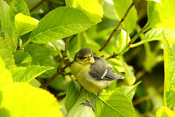 Image showing Baby blue tit, chick