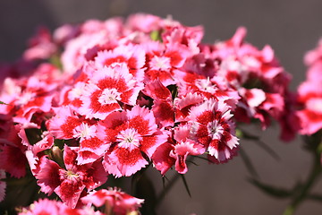 Image showing Sweet William