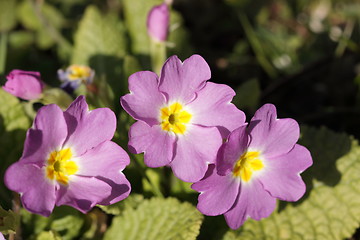 Image showing primula