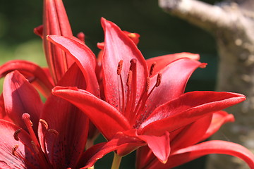 Image showing Flower Lilly