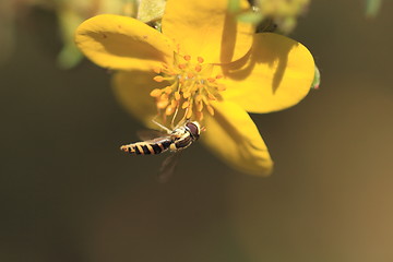 Image showing hoverfly Syrphe syrphidae