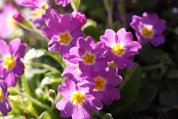 Image showing primula