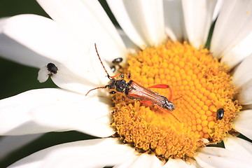 Image showing stenopterus rufus (linnaeus)