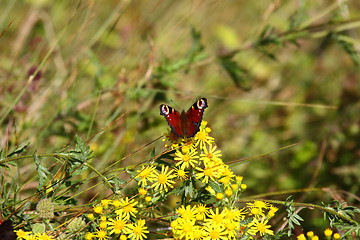 Image showing Butterfly inachis, Paon du jour, peacock