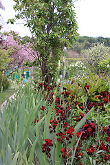 Image showing flower garden in spring