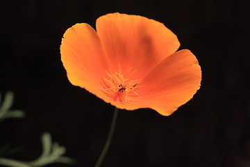 Image showing Eschscholtzia of California, california poppy