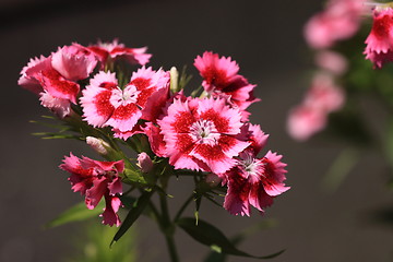 Image showing Sweet William