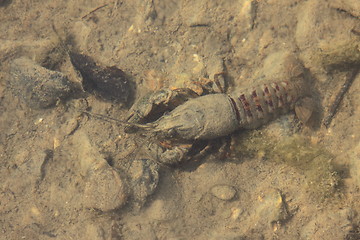 Image showing crayfish in its natural environment, in water