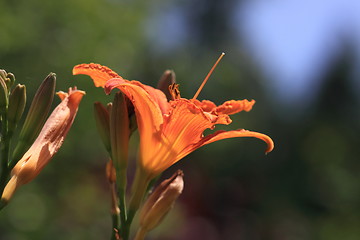 Image showing Flower Lilly