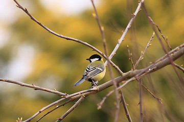 Image showing Black Tit