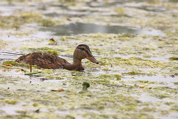 Image showing Young mallard female, duck cane