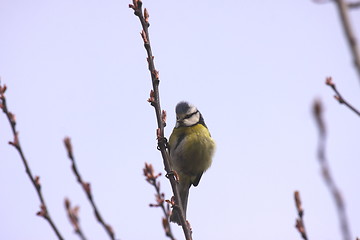 Image showing Blue tit