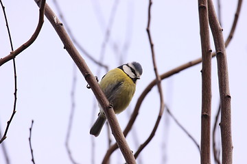 Image showing Blue tit