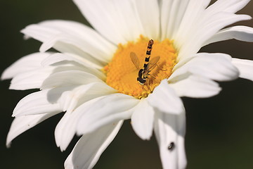 Image showing hoverfly Syrphe syrphidae