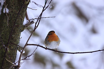 Image showing robin in the snow