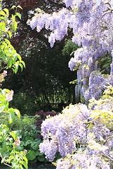 Image showing flower garden in spring