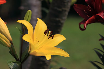 Image showing Flower Lilly