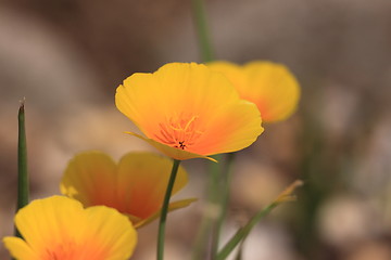 Image showing Eschscholtzia of California, california poppy