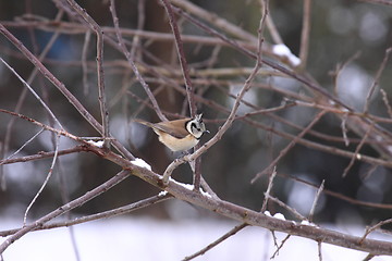 Image showing Titmice, Tit 