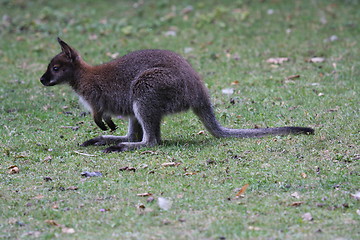 Image showing Bennett Wallaby, Kangaroo