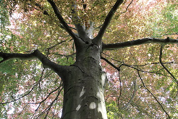 Image showing copper beech, tree-top