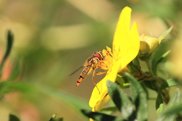 Image showing hoverfly Syrphe syrphidae