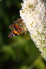 Image showing Butterfly cynthia cardui, la belle dame