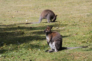 Image showing Bennett Wallaby, Kangaroo